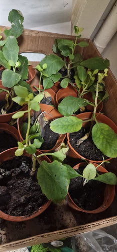 Tree Of Life Plant / Miracle Tree Plant