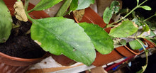 Tree Of Life Plant / Miracle Tree Plant