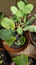 Tree Of Life Plant / Miracle Tree Plant