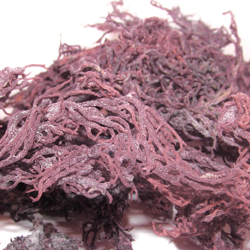 Purple Sea moss organic wild crafted from St.Lucia